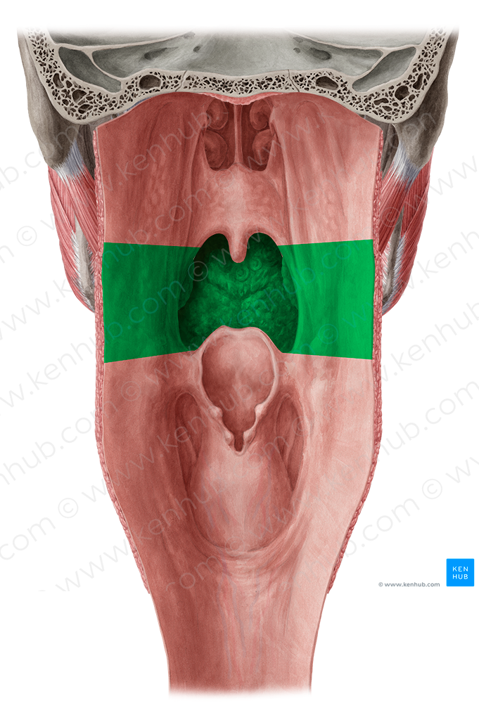 Oropharynx (#7752)