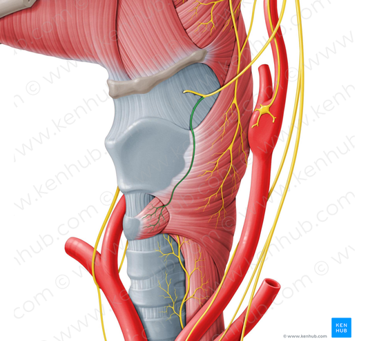 External branch of superior laryngeal nerve (#8679)