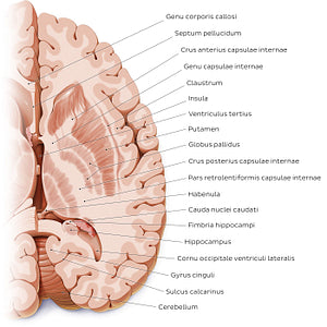 Horizontal section of the brain: Section B (Latin)