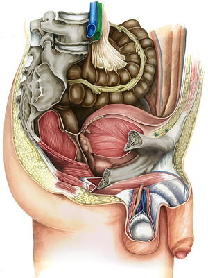 Right common iliac artery (#1371)