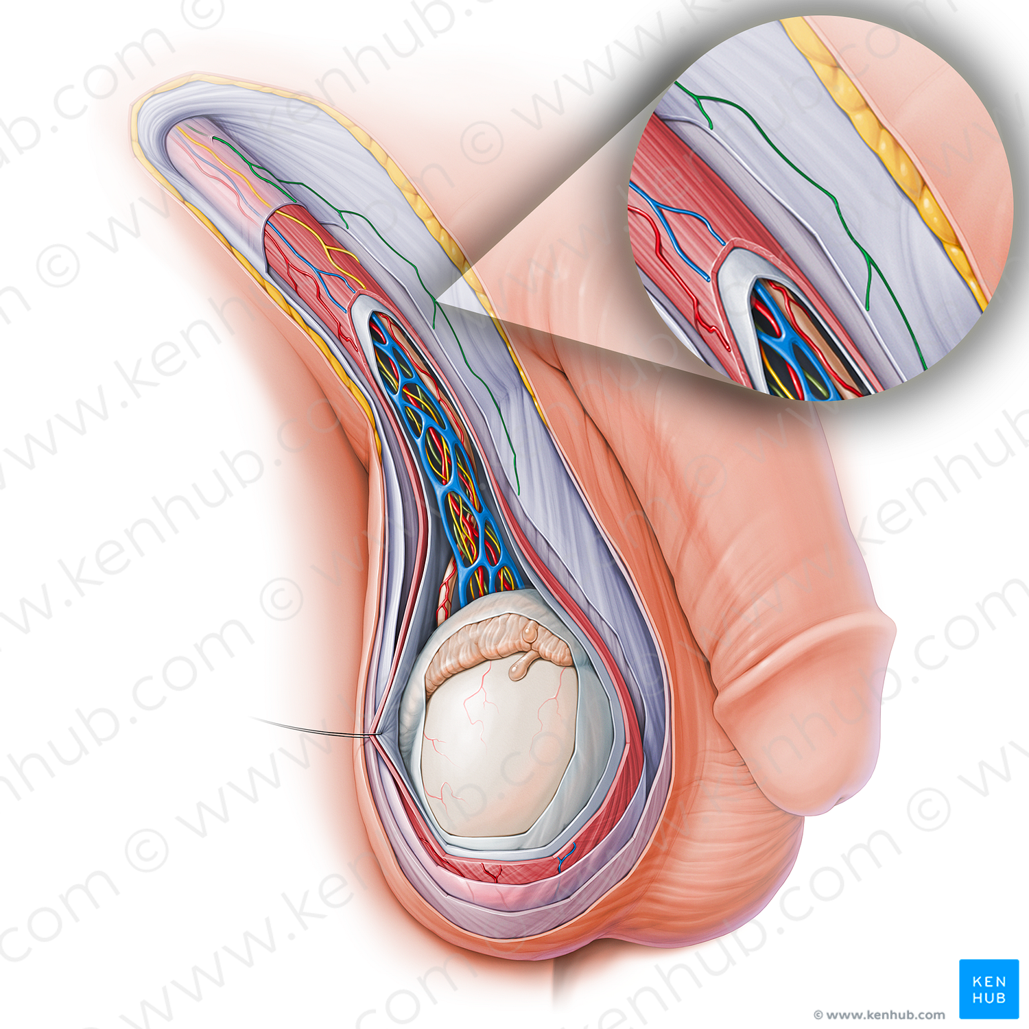 Anterior scrotal branch of ilioinguinal nerve (#15148)