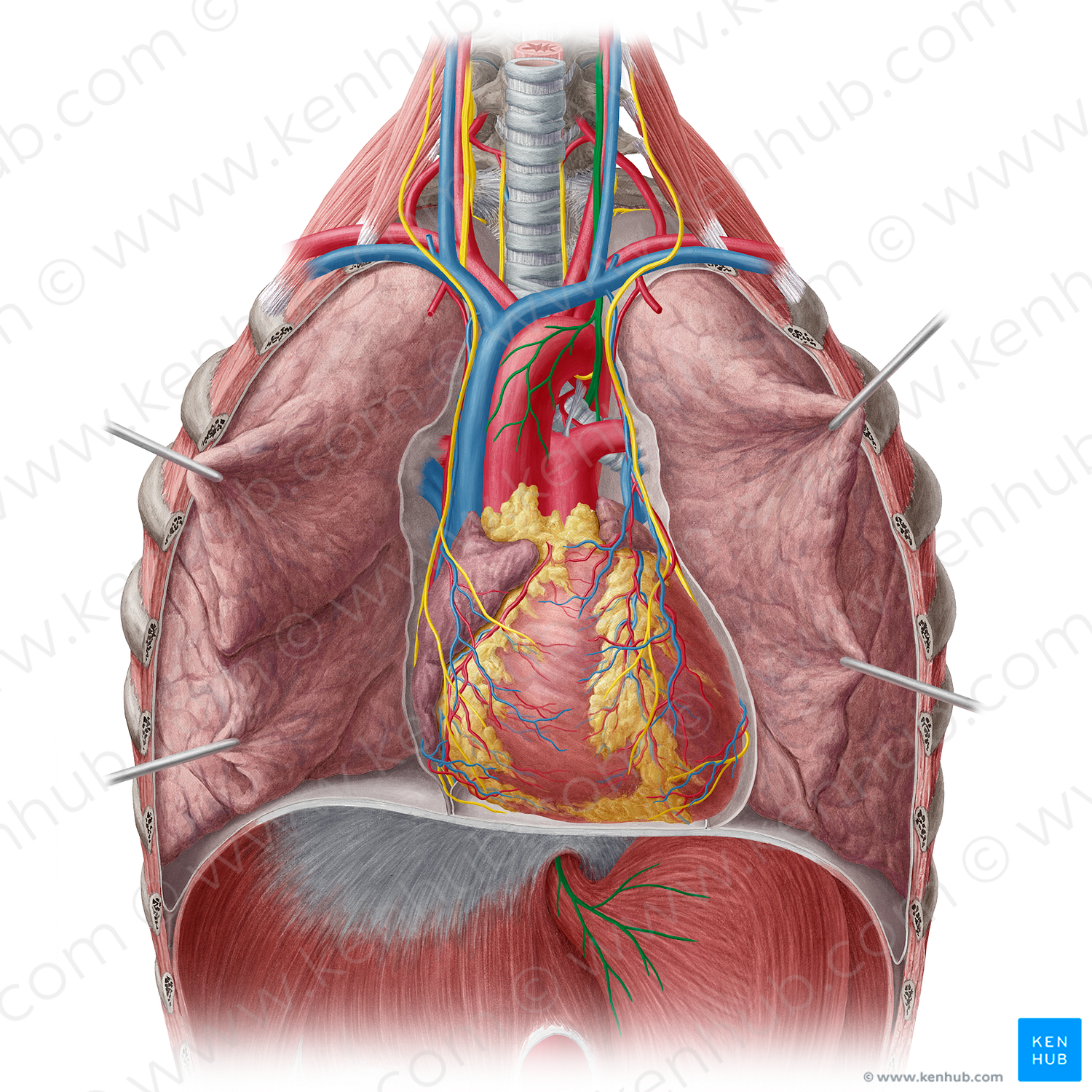 Left vagus nerve (#6895)