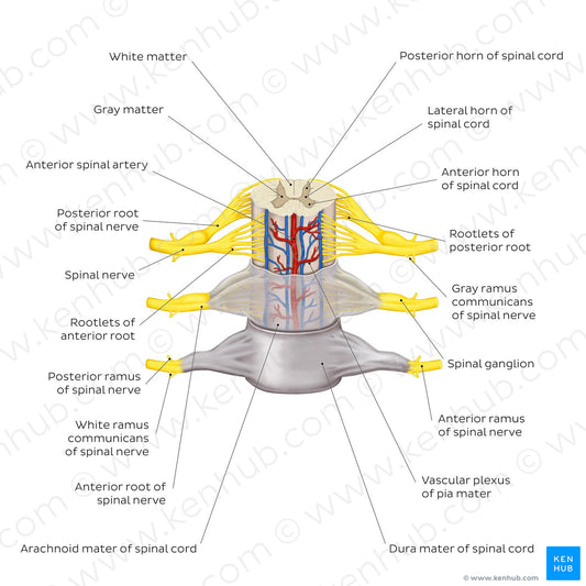 Spinal membranes and nerve roots (English)