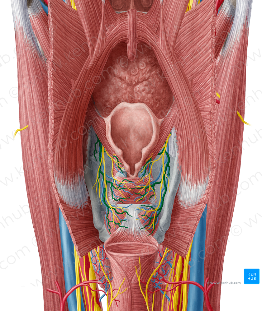 Superior laryngeal artery (#1476)