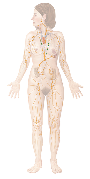 Mediastinal lymph nodes (#7051)