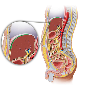Subphrenic recess (#515)
