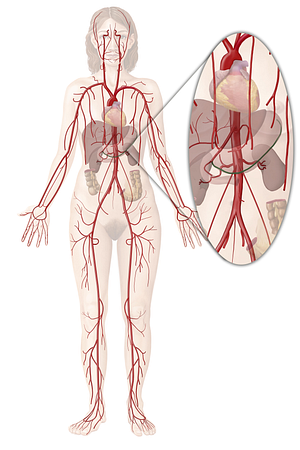 Gastroomental arteries (#1300)