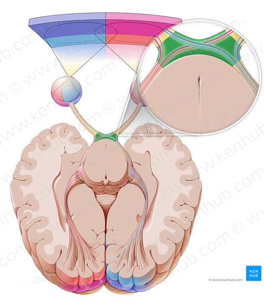 Optic chiasm (#2591)