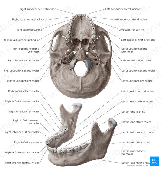 Teeth names (English)