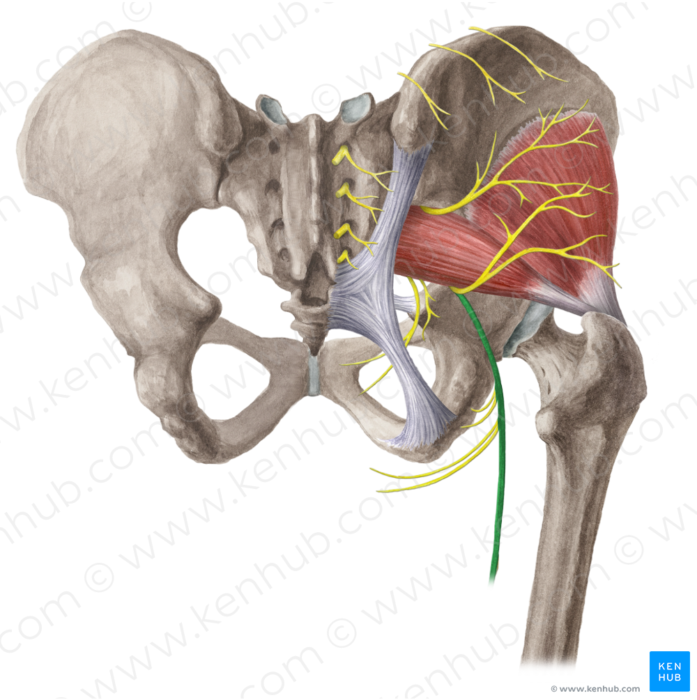 Posterior femoral cutaneous nerve (#6382)