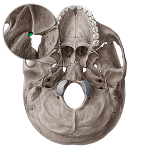 Pterygoid canal (#21538)