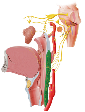 Pharyngeal constrictor muscle (#5256)