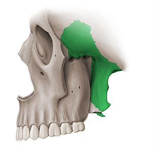 Sphenoid bone (#18479)