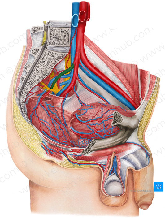 Left superior gluteal artery (#1320)