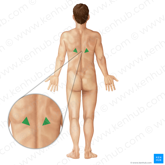 Triangle of auscultation (#19695)