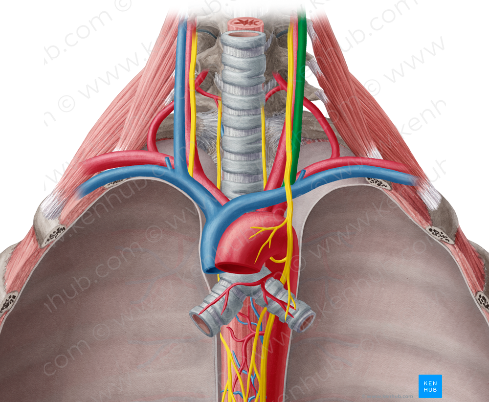 Left internal jugular vein (#10375)