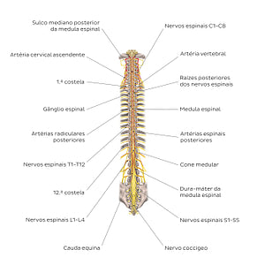 Structure of the spinal cord (Portuguese)
