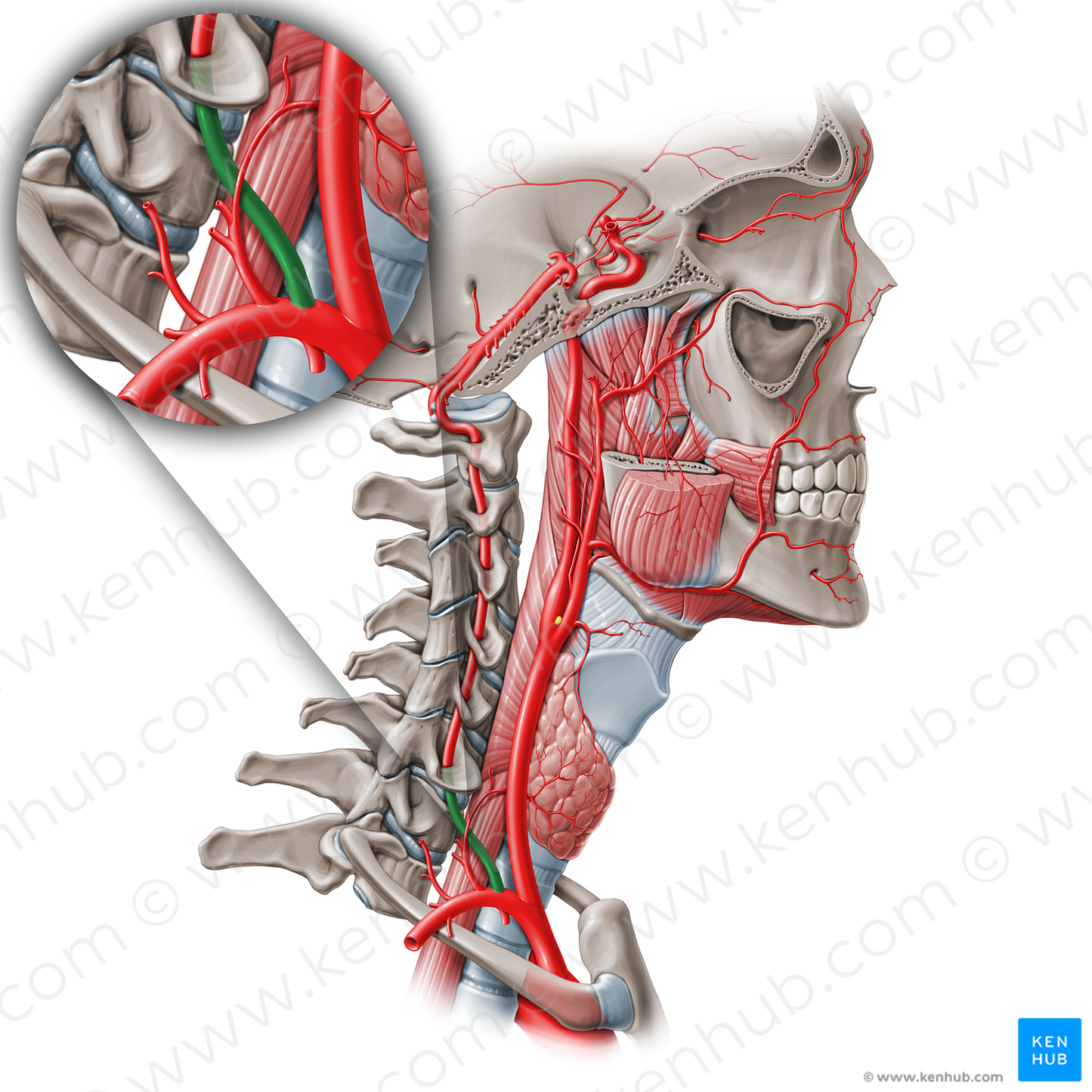 Prevertebral part of vertebral artery (V1) (#19552)