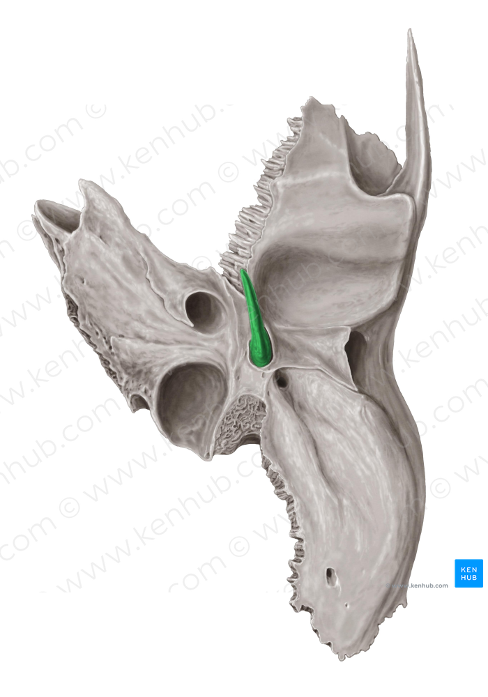 Styloid Process Of Temporal Bone 8297 Kenhub Image License Store Styloid process of temporal bone 8297 kenhub image license store