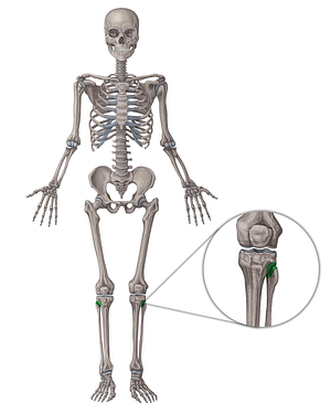 Superior tibiofibular joint (#2097)