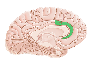 Brodmann area 24 (#18033)