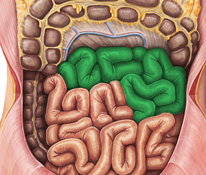 Jejunum (#4350)