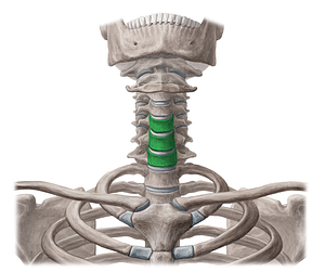 Bodies of vertebrae C5-C7 (#3018)