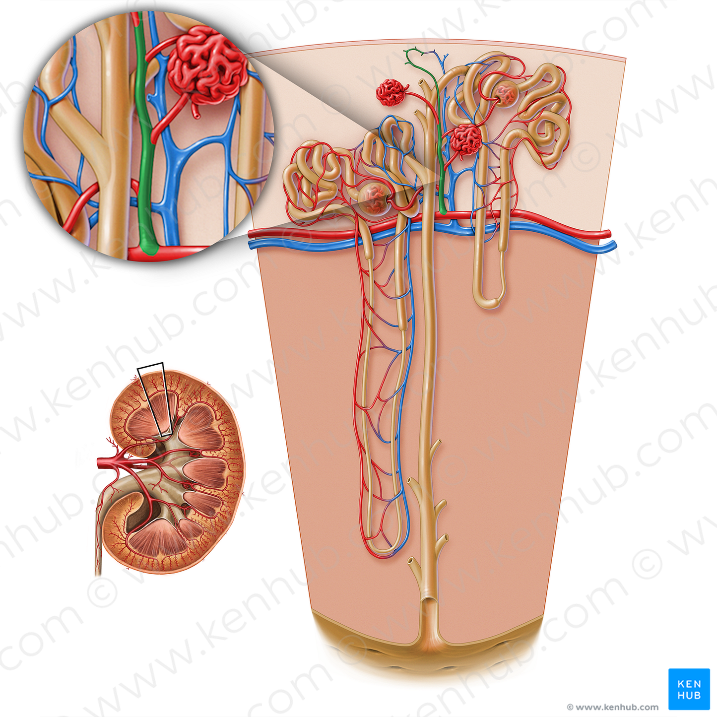 Interlobular arteries of kidney (#17201)