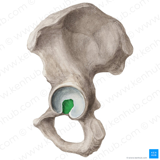 Acetabular fossa of hip bone (#20308)