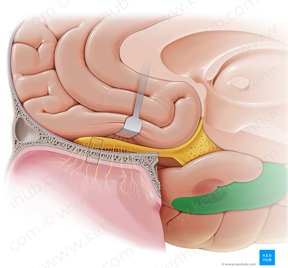 Parahippocampal gyrus (#4192)