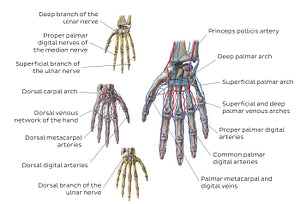 Neurovasculature of the hand (English)