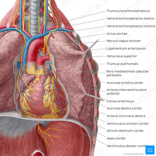 Heart in situ (pericardium removed) (Latin)