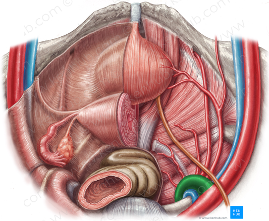 Right internal iliac artery (#1428)