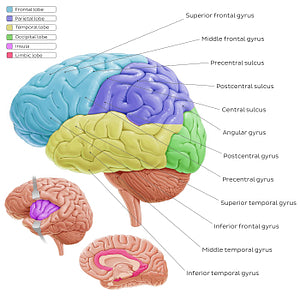 Overview of the cerebral cortex (English)