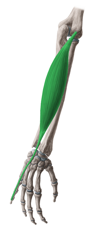 Extensor digiti minimi muscle (#5320)