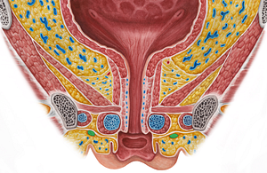 Round ligament of uterus (#4640)