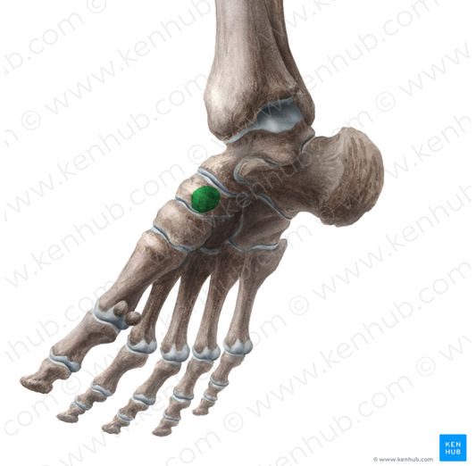 Tuberosity of navicular bone (#9784)