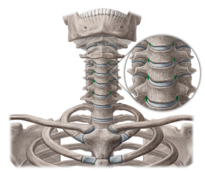 Uncovertebral joints (#19150)