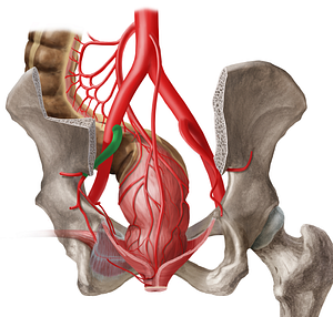 Internal iliac artery (#1418)