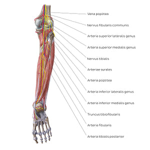 Neurovasculature of the leg and knee (posterior view) (Latin)