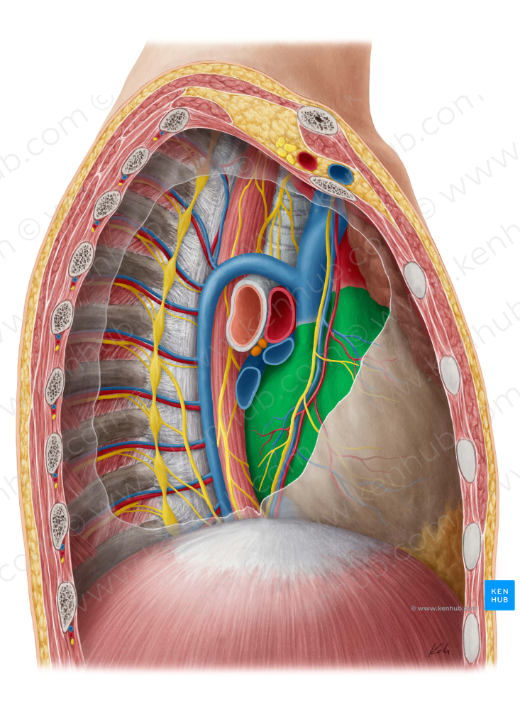 Pericardium (#7858)