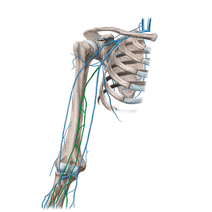 Brachial veins (#9999)