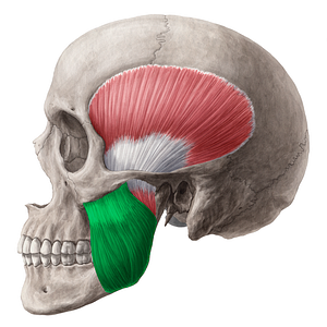 Superficial part of masseter muscle (#7783)