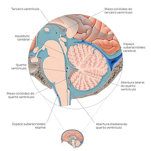 Ventricles and subarachnoid space of the brain (Portuguese)