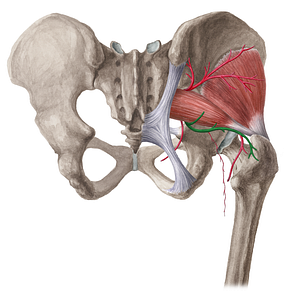 Inferior gluteal artery (#1312)