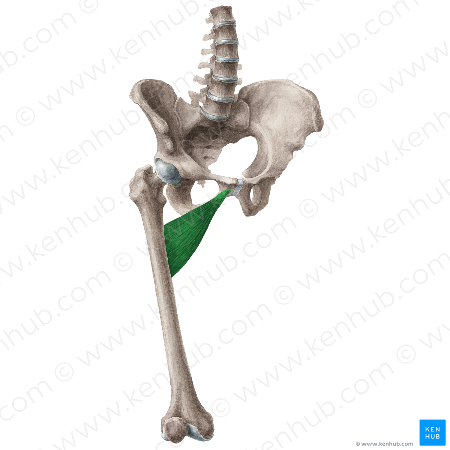 Adductor brevis muscle (#5180)