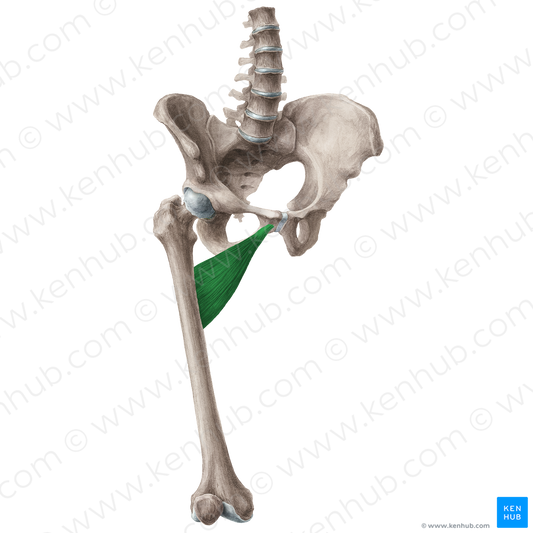 Adductor brevis muscle (#5180)
