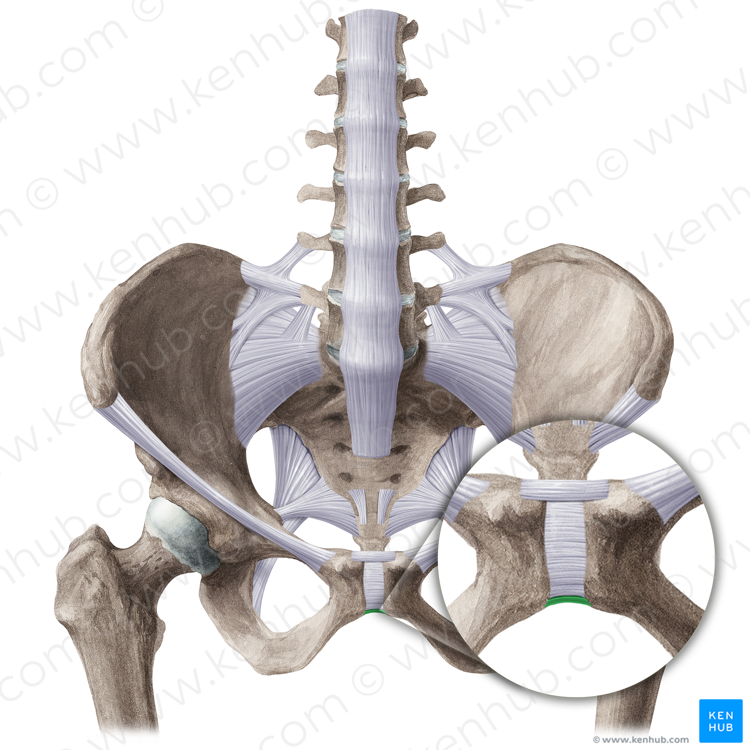 Inferior pubic ligament (#21498)