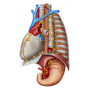 Interaorticoesophageal lymph node (#21819)