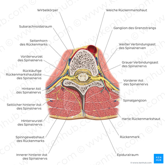 Spinal cord in situ (German)